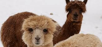 Alpaga – Laine naturelle douce et luxueuse