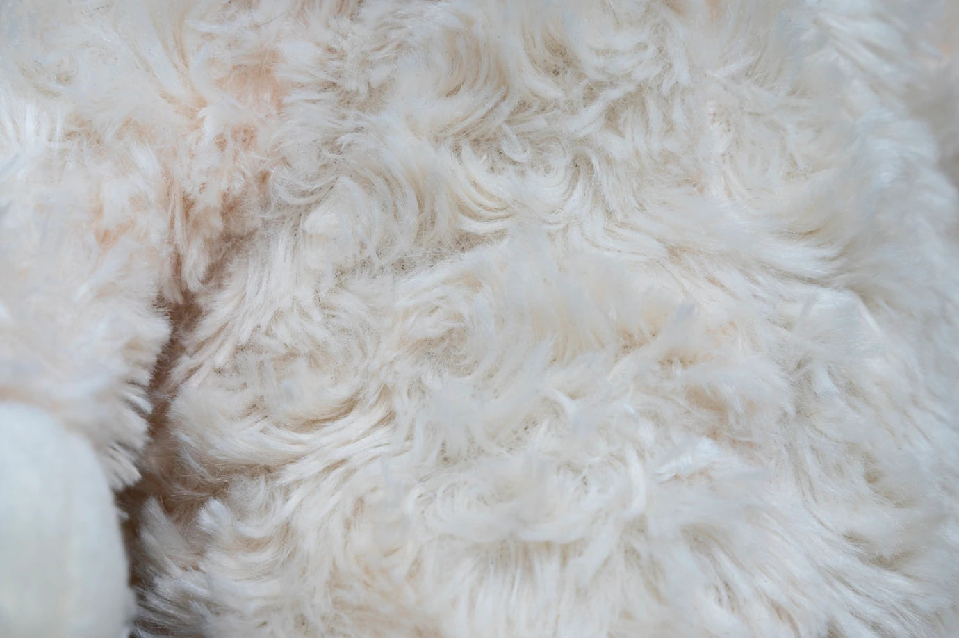 Angora